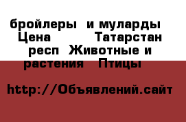 бройлеры  и муларды › Цена ­ 110 - Татарстан респ. Животные и растения » Птицы   